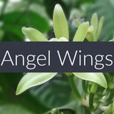 Angel Wings Finesse Crystals