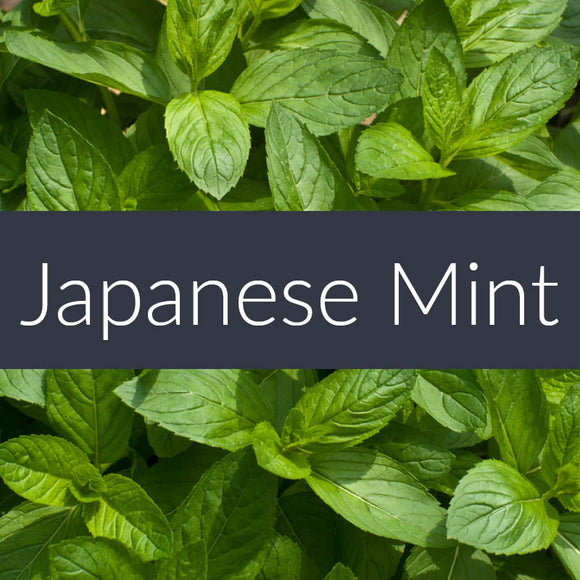 Japanese Mint Essential Oil