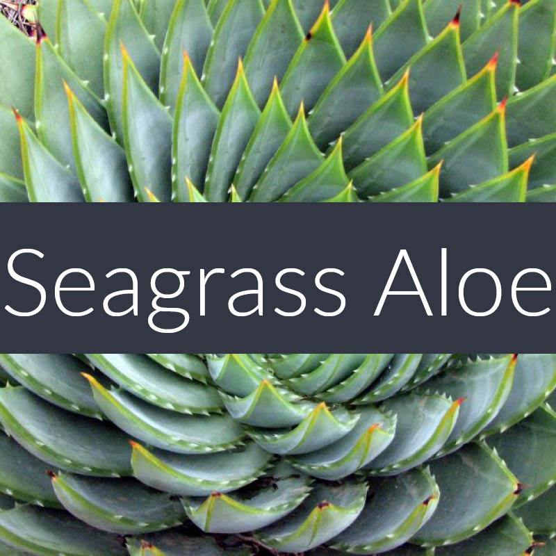Seagrass Aloe Fragrance Oil Finesse Home