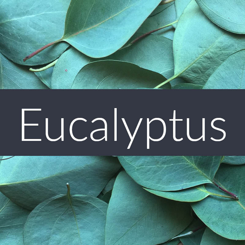 Eucalyptus Essential Oil Finesse Home