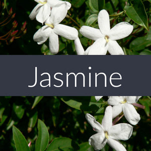 Jasmine Absolute Essential Oil