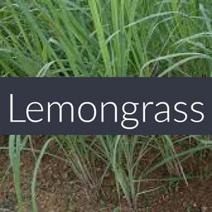 Lemongrass EcoSoy Wax Tarts