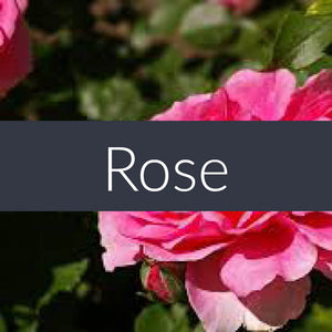 Rose Absolute Essential Oil