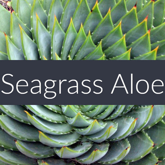 Auto Freshener Spray Seagrass Aloe