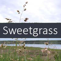 Sweetgrass Fragrance Oil FINAL SALE